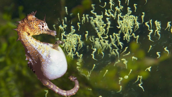 seahorse's pregnancy